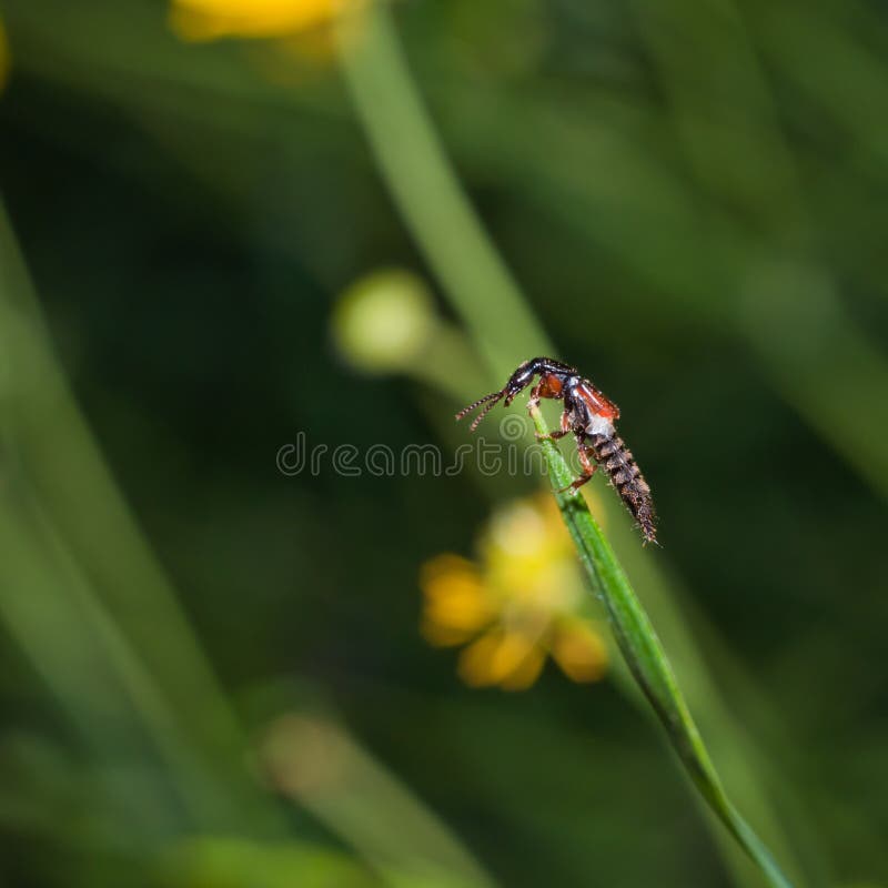 Rove beetle on a blade of a grass