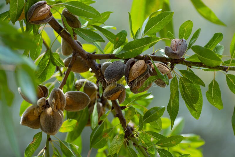 Nueces de almendras maduras en árboles listos para la cosecha