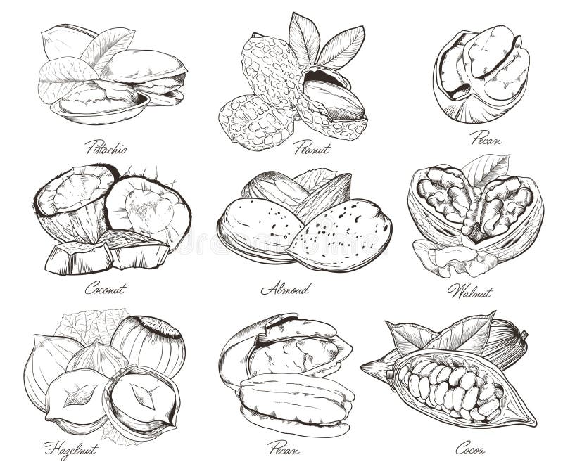 Nueces grabadas aisladas Sistema de nueces mezcladas ilustración del vector Nueces grabadas aisladas Sistema de nueces mezcladas ilustración del vector