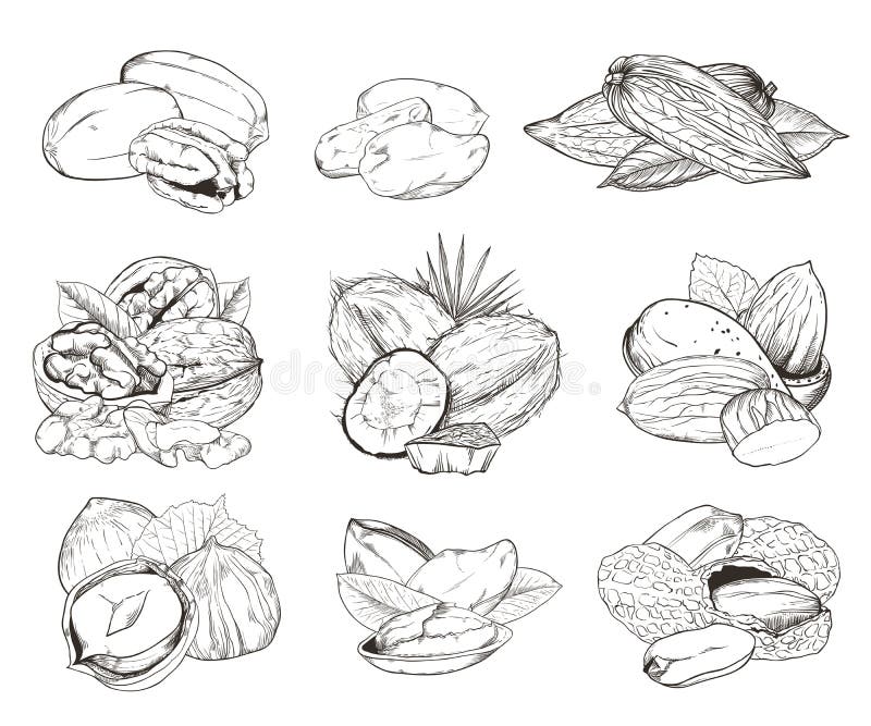 Nueces grabadas aisladas Sistema de nueces mezcladas ilustración del vector Nueces grabadas aisladas Sistema de nueces mezcladas ilustración del vector