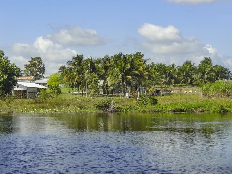 Nuevo río en Belice fotografía de archivo libre de regalías Nuevo río en Belice fotografía de archivo libre de regalías
