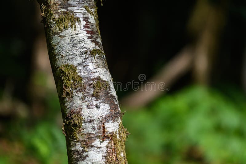 Nuevos árboles forestales en Inglaterra fotografía de archivo Nuevos árboles forestales en Inglaterra fotografía de archivo