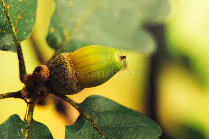 Oak tree acorn nut on the branch, selective focus. Oak tree acorn nut on the branch, selective focus