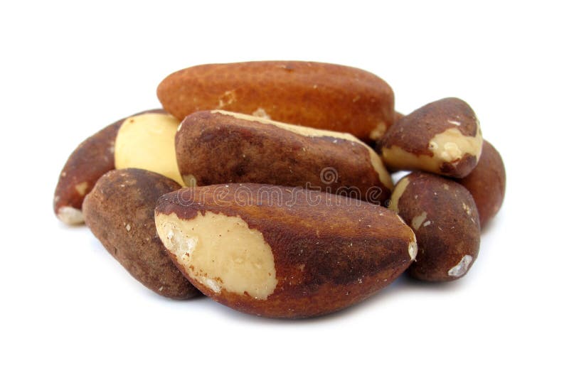 Brazil nut is a South American tree Bertholletia excelsa in the family Lecythidaceae, and also the name of the tree's commercially harvested edible seeds. The Brazil nut tree is the only species in the genus Bertholletia. Brazil nuts are 18% protein, 13% carbohydrates, and 69% fat. Brazil nut is a South American tree Bertholletia excelsa in the family Lecythidaceae, and also the name of the tree's commercially harvested edible seeds. The Brazil nut tree is the only species in the genus Bertholletia. Brazil nuts are 18% protein, 13% carbohydrates, and 69% fat.