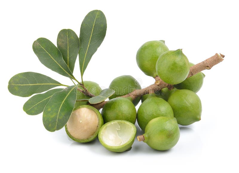 Fresh macadamia nut on white background. Fresh macadamia nut on white background