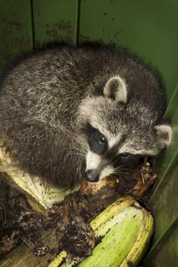 Nuisance Animal stock image. Image of infants, born, baby 25938099