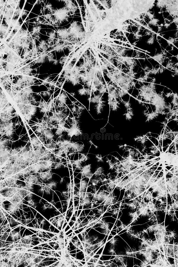 Night. Winter trees on black background. Night. Winter trees on black background