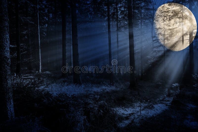 Nuit dans une forêt