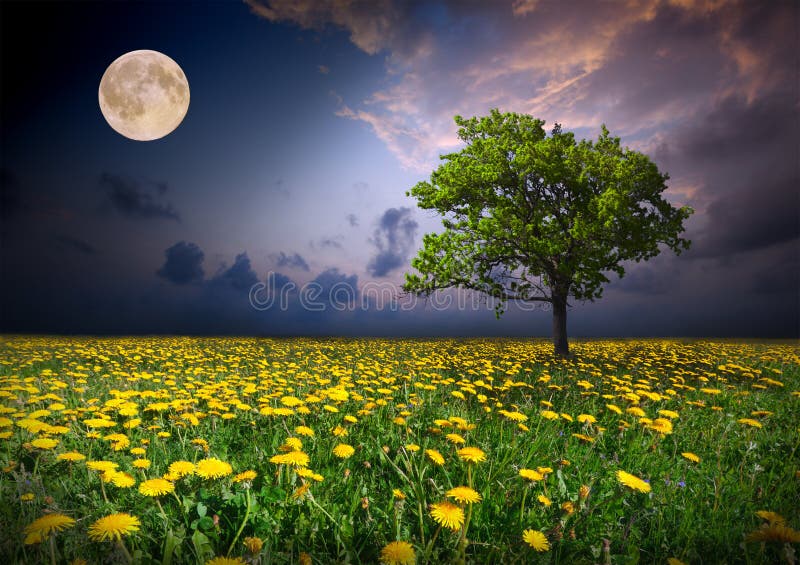 This is night and the moon on a yellow flowers field. This is night and the moon on a yellow flowers field