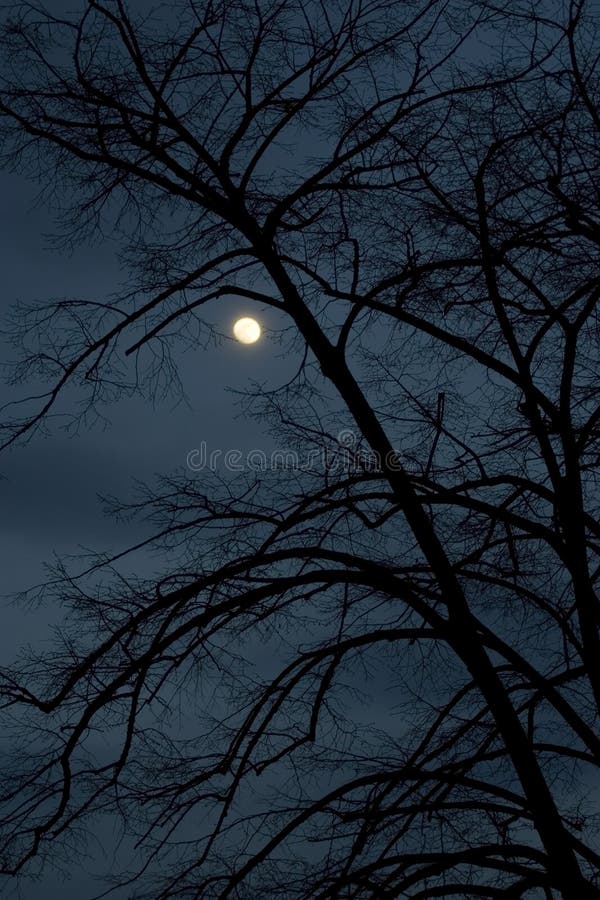Winter night with full moon and tree. Winter night with full moon and tree