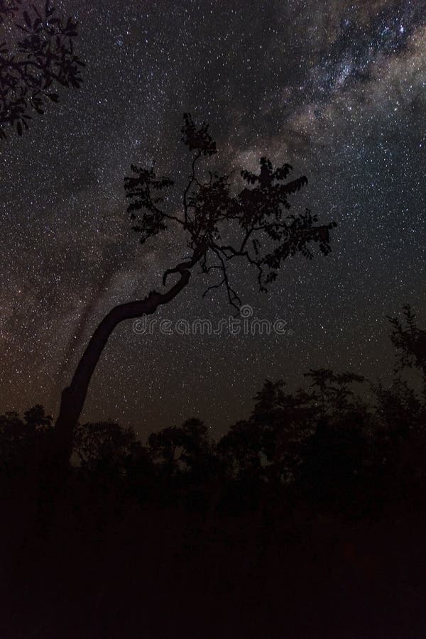 Nuit étoilée en parc d'état de Jalapao photo stock
