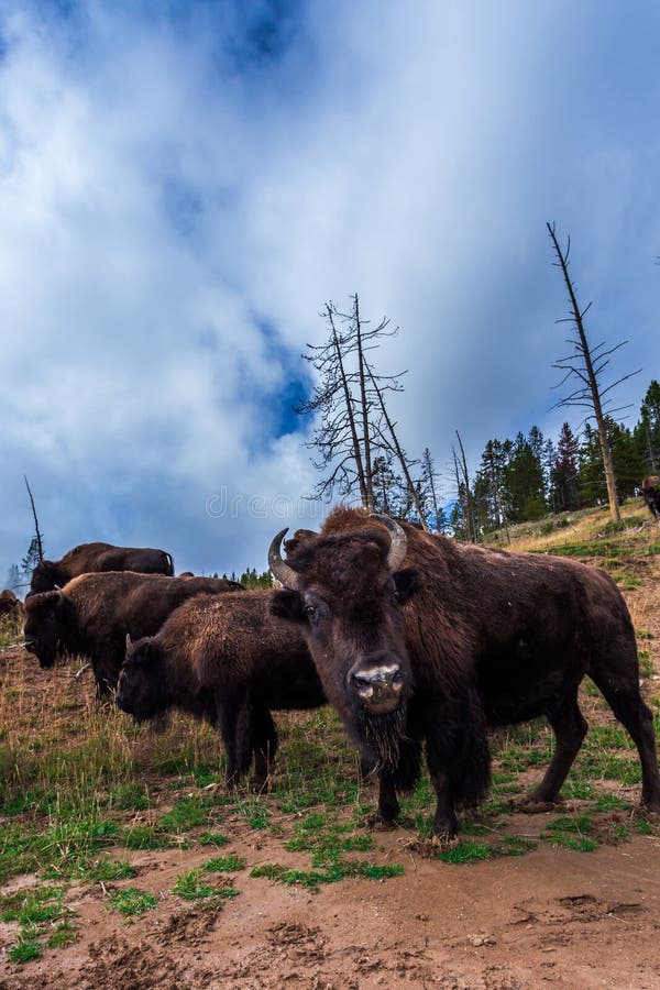 Numerous American Bison / Buffalo in Yellowstone stock photography Numerous American Bison / Buffalo in Yellowstone stock photography