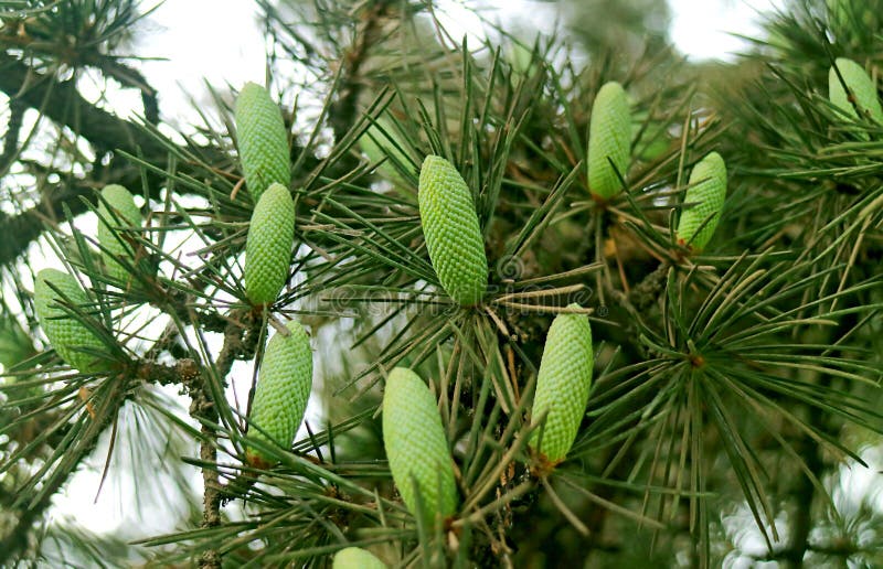 Young Pine Cones Growing at the Monarch Butterfly Preserve in Pacific