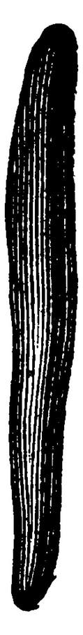 The Nummulites of Building Stone, Vintage Engraving Stock Vector