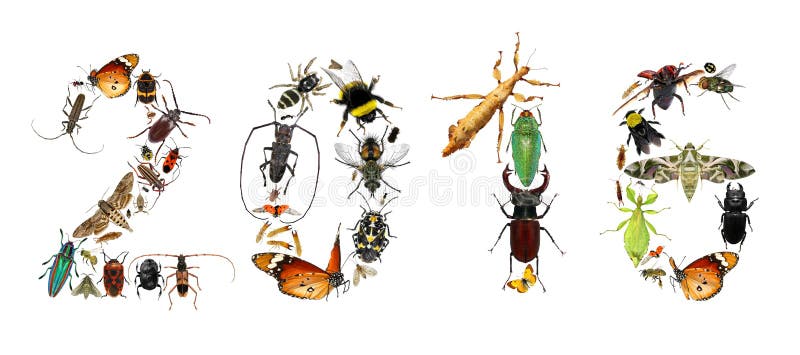 Number 2016 (Two thousand sixteen New year) executed of insects isolated on a white background. Number 2016 (Two thousand sixteen New year) executed of insects isolated on a white background