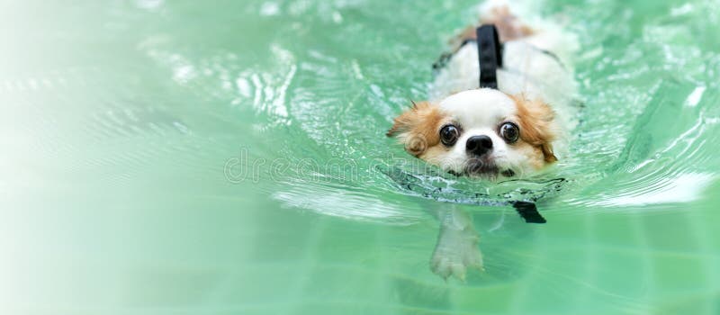 Nuotata d'uso del rivestimento della maglia di vita del giovane cane della chihuahua nella piscina che esamina macchina fotografi immagini stock libere da diritti Nuotata d'uso del rivestimento della maglia di vita del giovane cane della chihuahua nella piscina che esamina macchina fotografi immagini stock libere da diritti