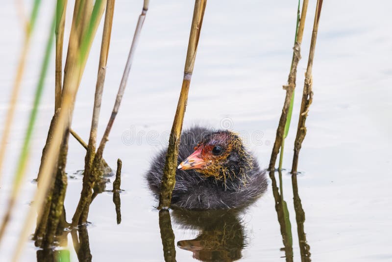 Nuotate euroasiatiche lanuginose nere del pollo della folaga fra le canne fotografia stock Nuotate euroasiatiche lanuginose nere del pollo della folaga fra le canne fotografia stock