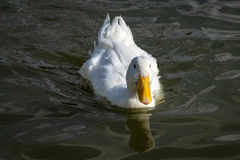 Nuoto bianco pesante dell'anatra di Pekin verso la macchina fotografica fotografia stock libera da diritti Nuoto bianco pesante dell'anatra di Pekin verso la macchina fotografica fotografia stock libera da diritti