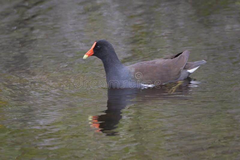 Nuoto comune di Gallinule in una palude di Florida fotografie stock libere da diritti Nuoto comune di Gallinule in una palude di Florida fotografie stock libere da diritti
