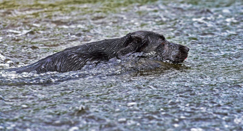 Nuoto del cane nero in mari in tempesta HDR immagini stock Nuoto del cane nero in mari in tempesta HDR immagini stock