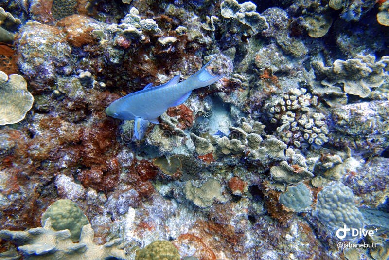 Nuoto del pesce pappagallo nell'oceano immagine stock libera da diritti Nuoto del pesce pappagallo nell'oceano immagine stock libera da diritti