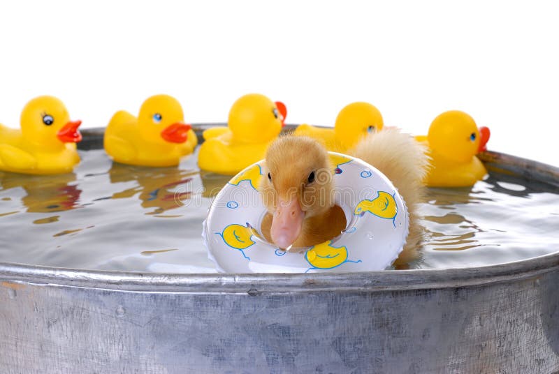 Nuoto dell'anatra del bambino immagini stock libere da diritti Nuoto dell'anatra del bambino immagini stock libere da diritti