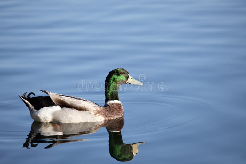 Nuoto dell'anatra del germano reale immagine stock