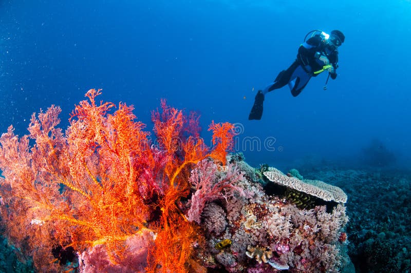 Nuoto dell'operatore subacqueo, gorgonia Anella Mollis in Gili, Lombok, Nusa Tenggara Barat, foto subacquea dell'Indonesia