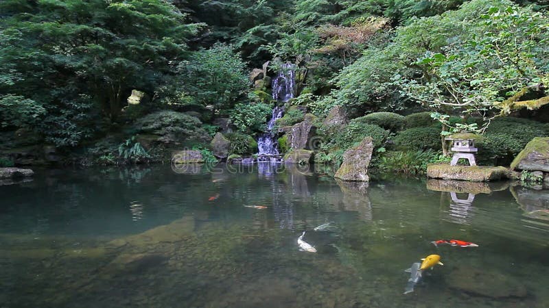 Nuoto variopinto del pesce di Koi in uno stagno con la riflessione dell'acqua in giardino giapponese 1080p