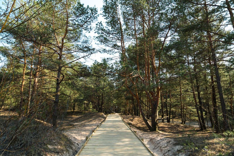 Nuova strada di legno che conduce dalla spiaggia del golfo del Mar Baltico con la sabbia bianca alla foresta della duna con i pin fotografia stock libera da diritti Nuova strada di legno che conduce dalla spiaggia del golfo del Mar Baltico con la sabbia bianca alla foresta della duna con i pin fotografia stock libera da diritti