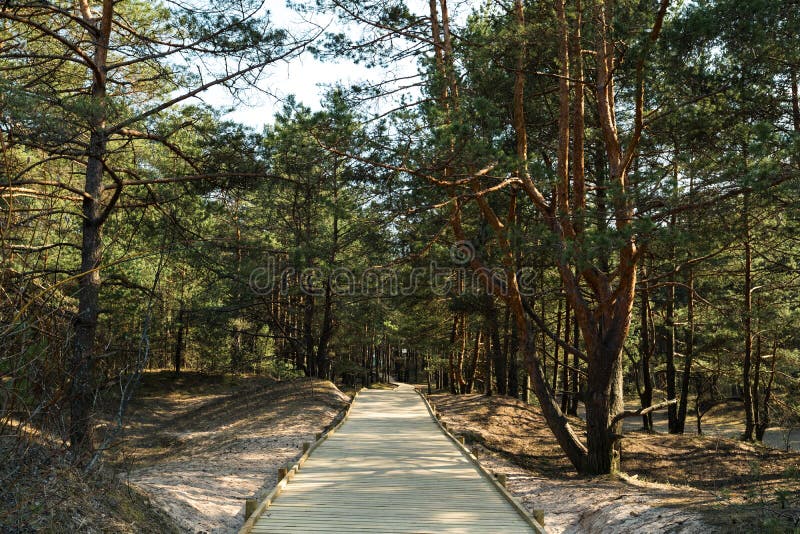Nuova strada di legno che conduce dalla spiaggia del golfo del Mar Baltico con la sabbia bianca alla foresta della duna con i pin immagini stock libere da diritti Nuova strada di legno che conduce dalla spiaggia del golfo del Mar Baltico con la sabbia bianca alla foresta della duna con i pin immagini stock libere da diritti