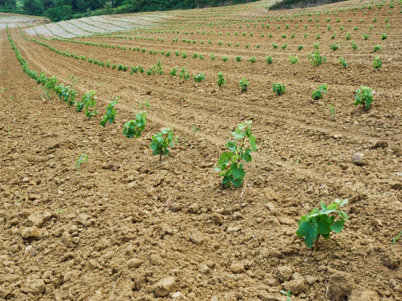 Nuova vigna con le giovani piantine della vigna in un campo immagine stock libera da diritti Nuova vigna con le giovani piantine della vigna in un campo immagine stock libera da diritti