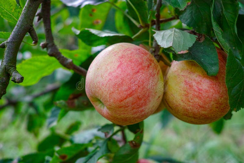 Nuovo raccolto dei frutti sani, mele rosse dolci mature che crescono su di melo fotografie stock Nuovo raccolto dei frutti sani, mele rosse dolci mature che crescono su di melo fotografie stock