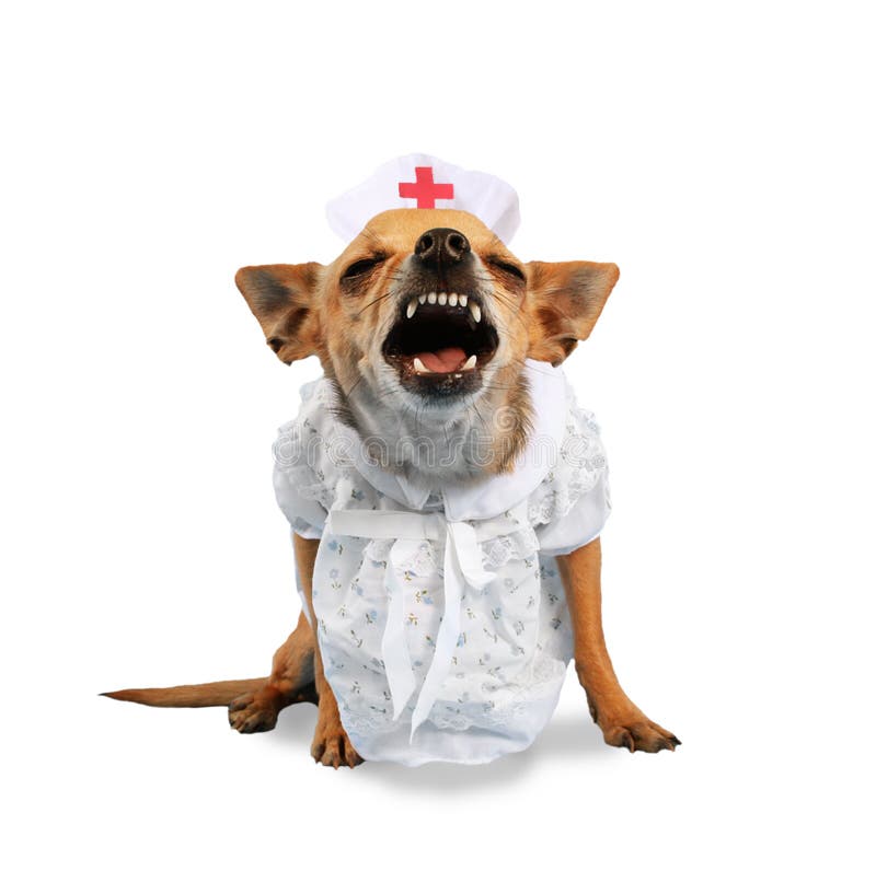 Nurse dog stock image. Image of white, cross, nurse, medical 12688425