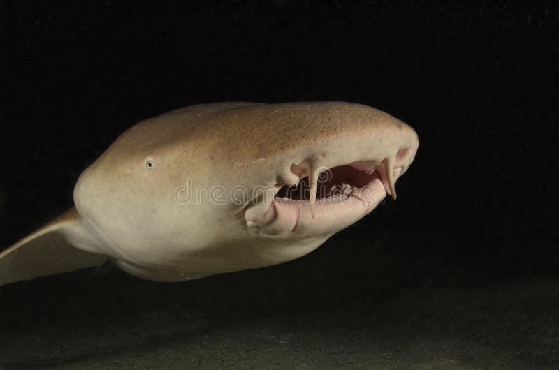 Nurse shark on the Coral reef royalty free stock images Nurse shark on the Coral reef royalty free stock images
