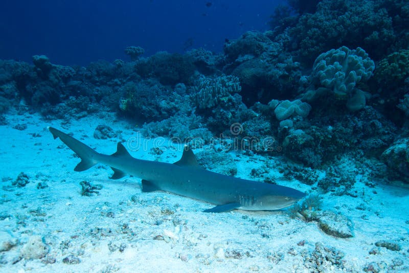 Nurse shark quiet on sandy ground underwatet at background coral royalty free stock photo Nurse shark quiet on sandy ground underwatet at background coral royalty free stock photo