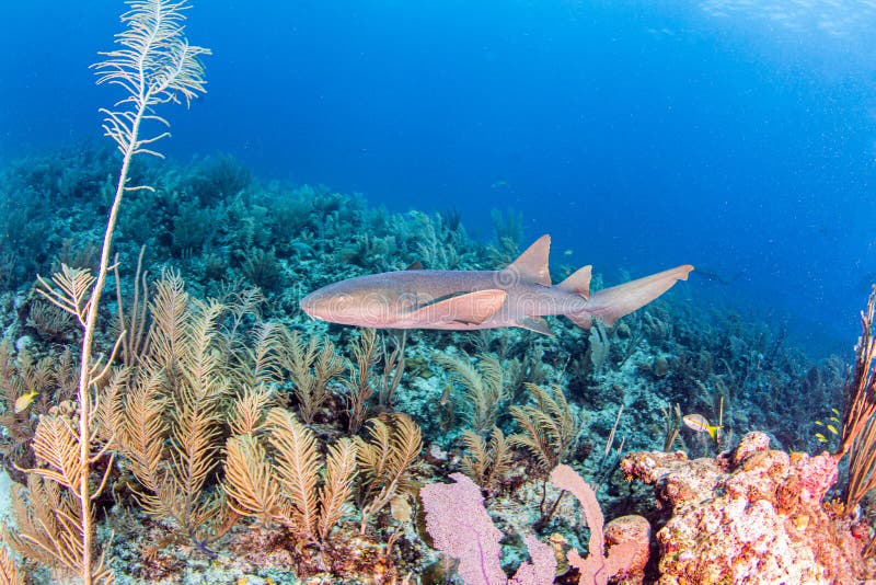 Nurse Shark during a Scuba Dive at Belize Stock Image Image of corals