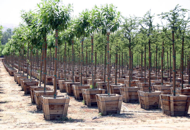 Nursery stock photo. Image of growth, tree, rows, nursery 25776