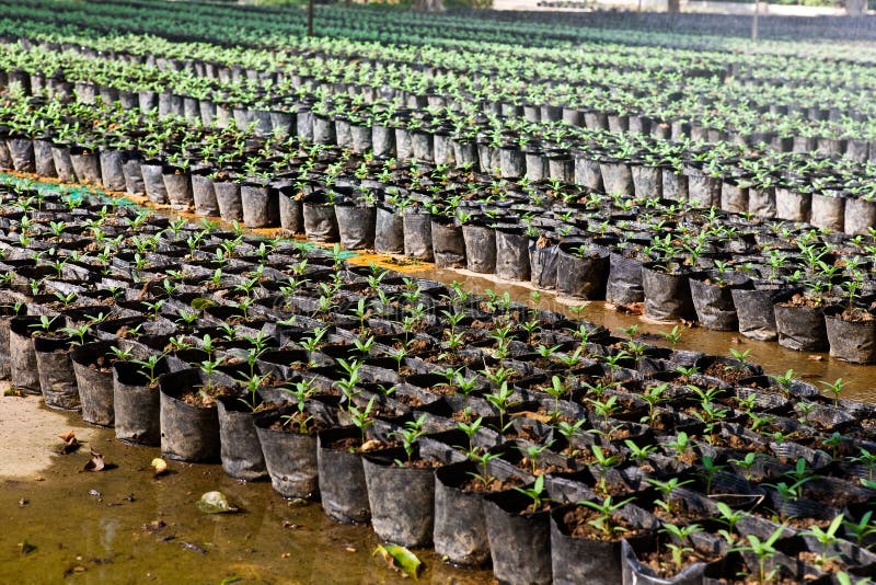 Nursery garden