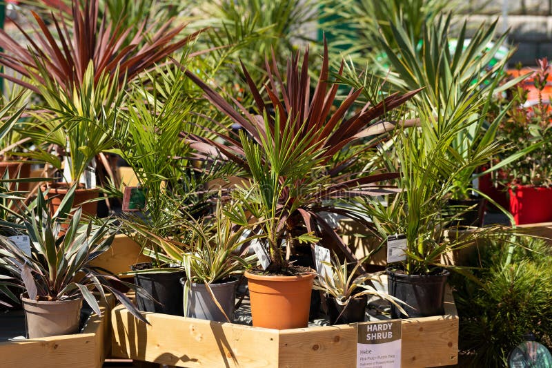 Nursery of Ornamental Plants with Varieties of Small Hardy Palms Shrubs