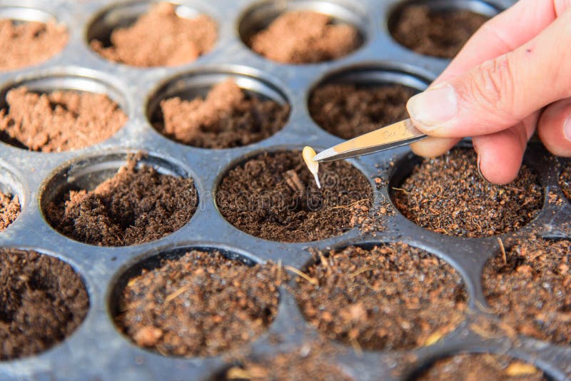 Moss Seeding Reaching for the Micro World. Stock Photo Image of shot