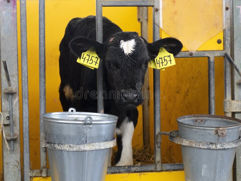 A Nursery with Small Calves on a Dairy Farm. Editorial Image Image of