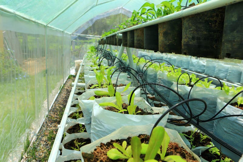 Nursery water melon plant on green house