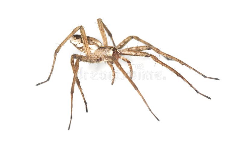 Nursery web spider (pisaura acoreensis)