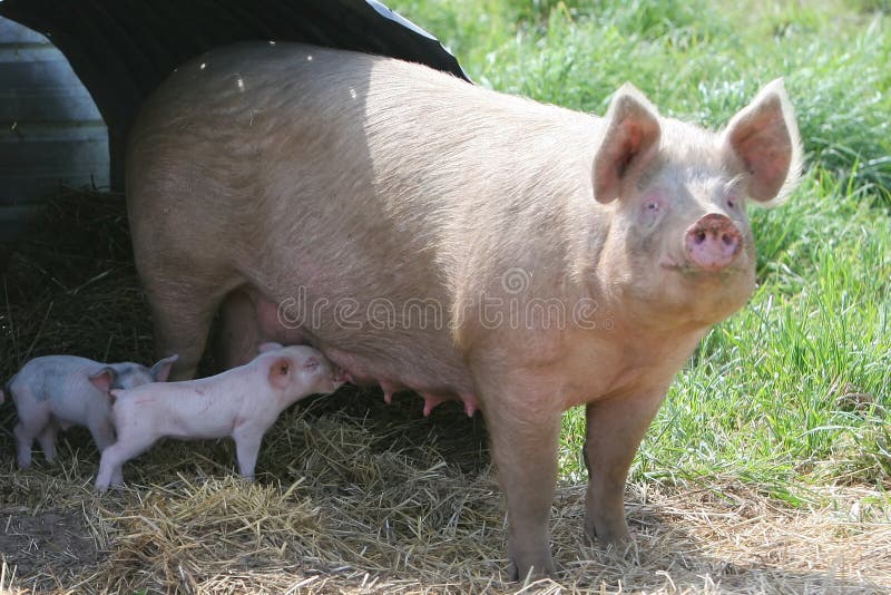 Nursing baby pig
