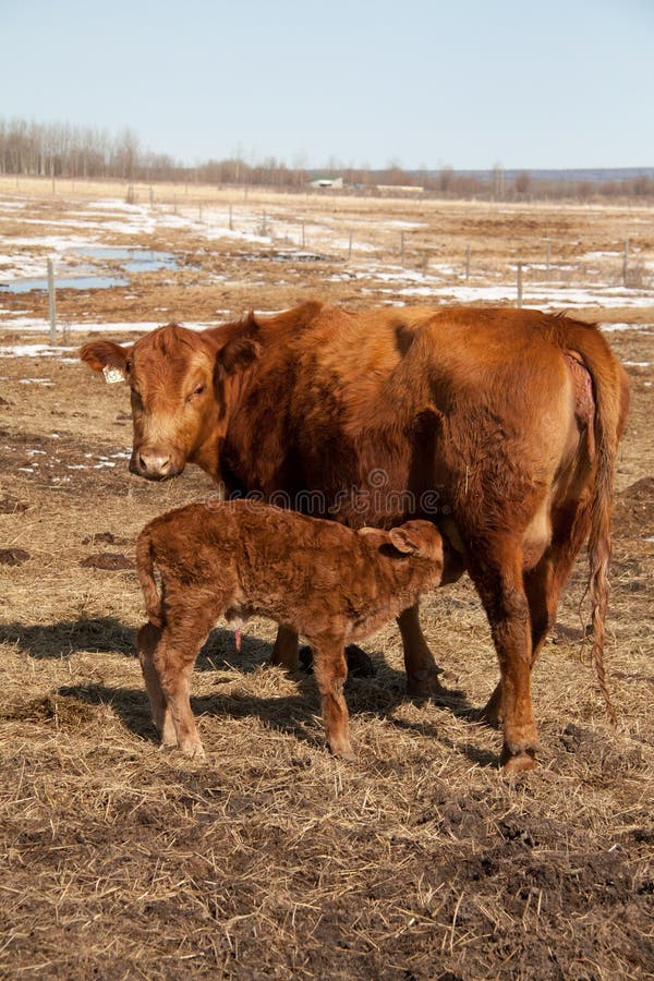 Nursing Calf with Cow