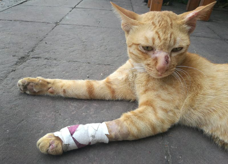 Cat Broken Leg Or Sprain