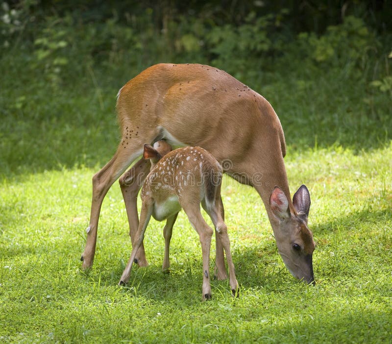 Nursing fawn stock image. Image of fawn, animal, deer 13065555