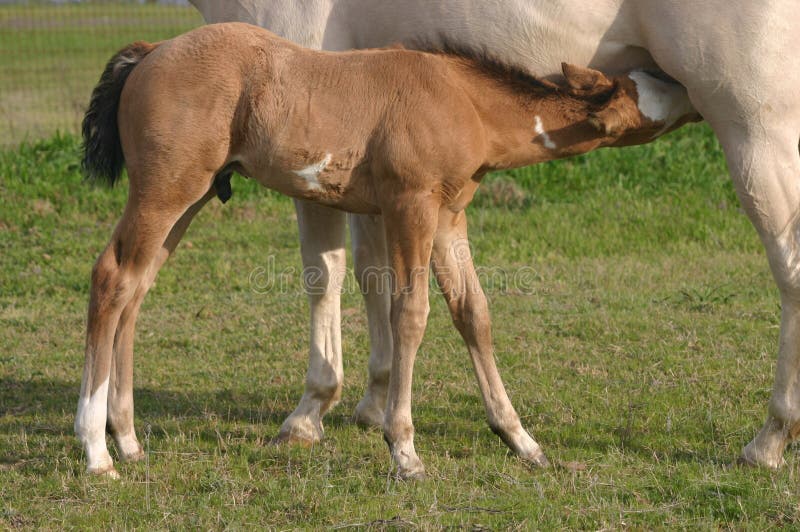 Cervo colore puledro assistenza infermieristica, bianco trimestre un cavallo una cavalla, verde pascolo, primavera.