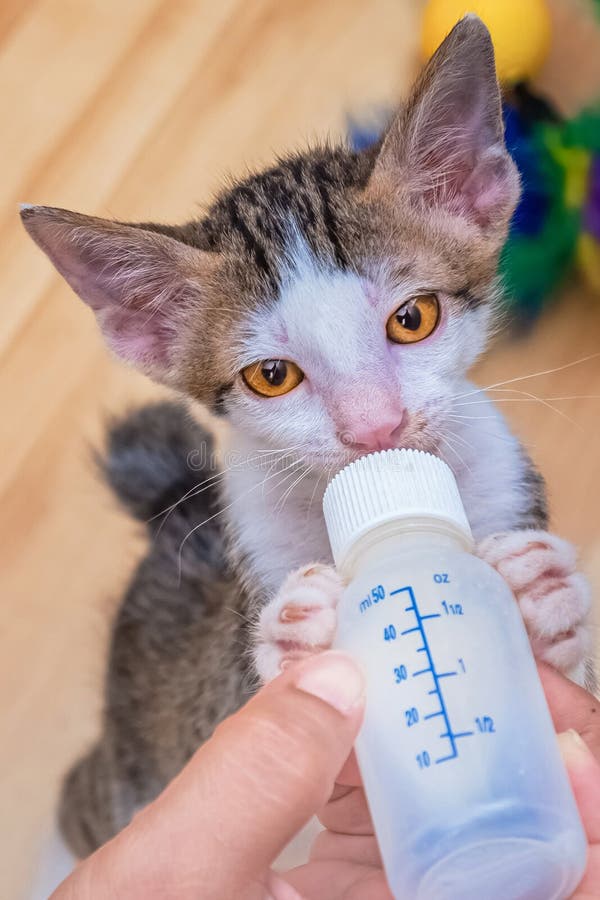 kitten milk feeder